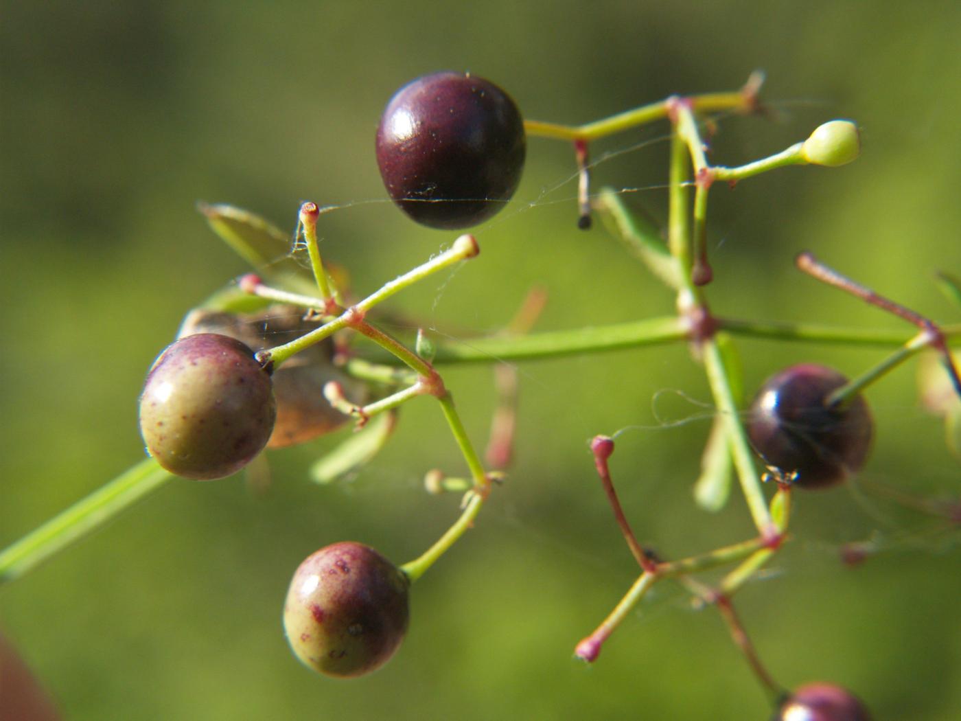 Madder, Wild fruit